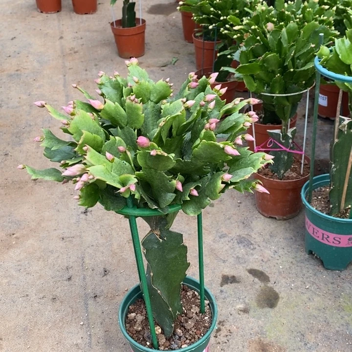 当前无花栽培后可以开花481嫁接073