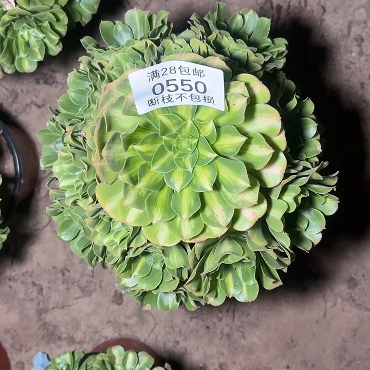 马***店0550翡翠琉璃多肉植物