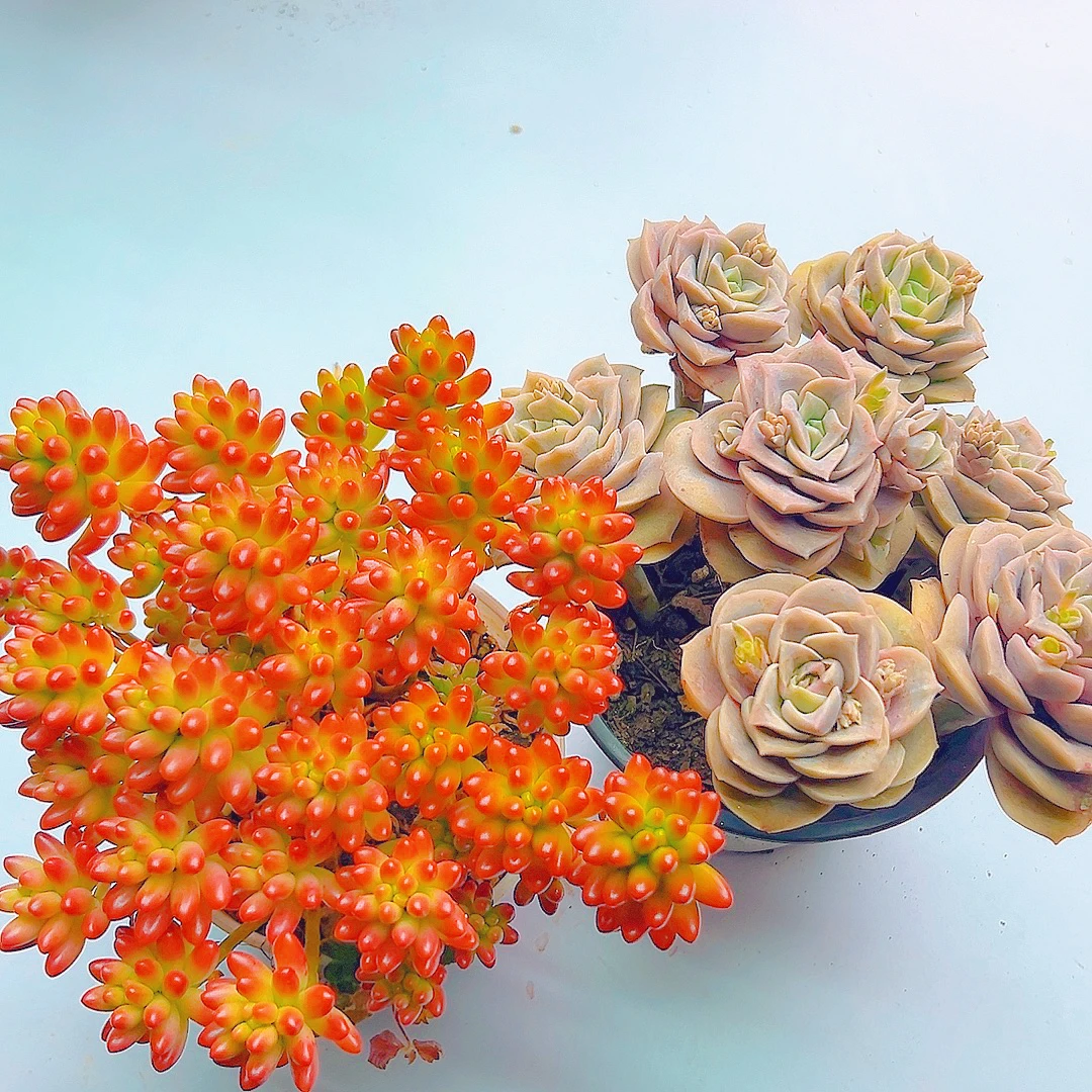 三岁家 转运珠＋可爱玫瑰（带盆）  好看好养 多肉植物