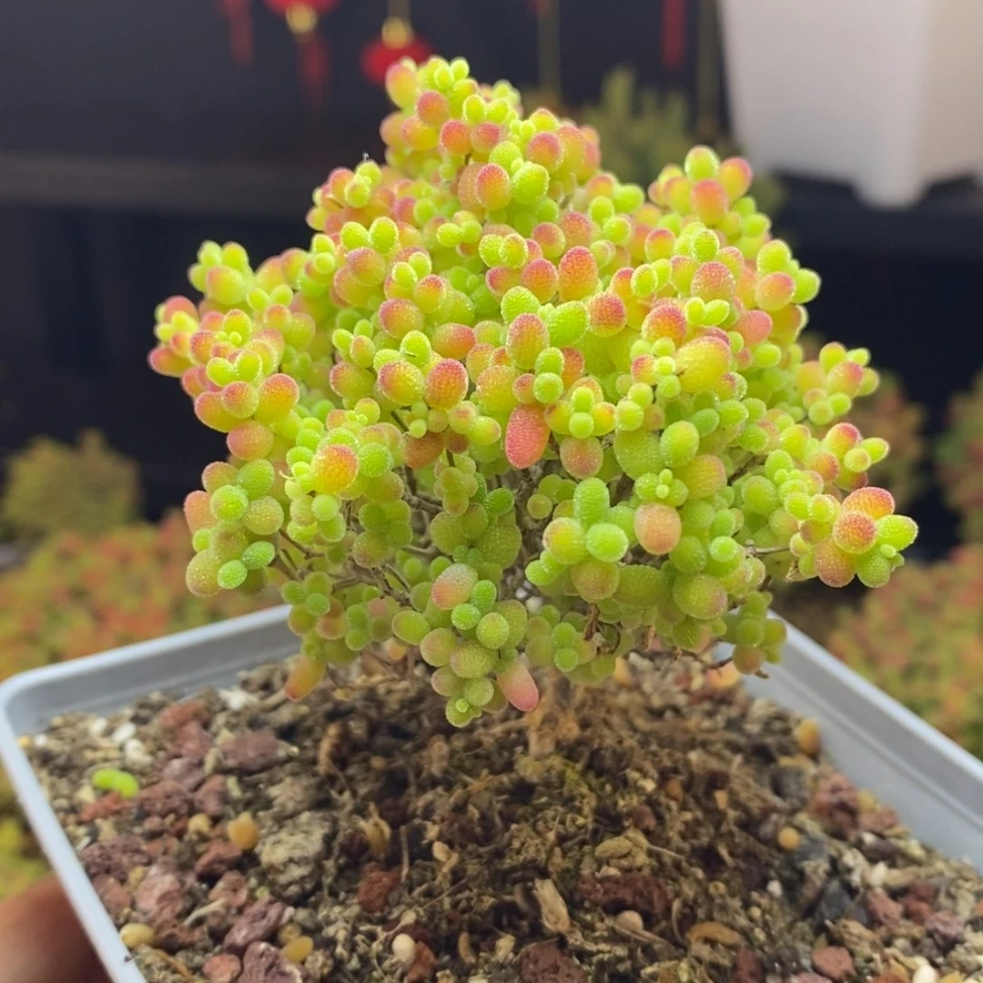 747号蜜橘糖球枝干多肉