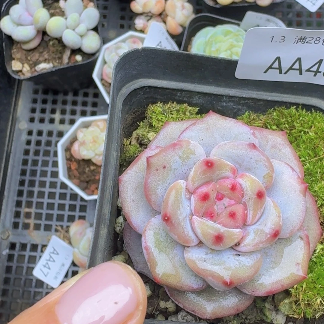 星影一颗单头带盆发