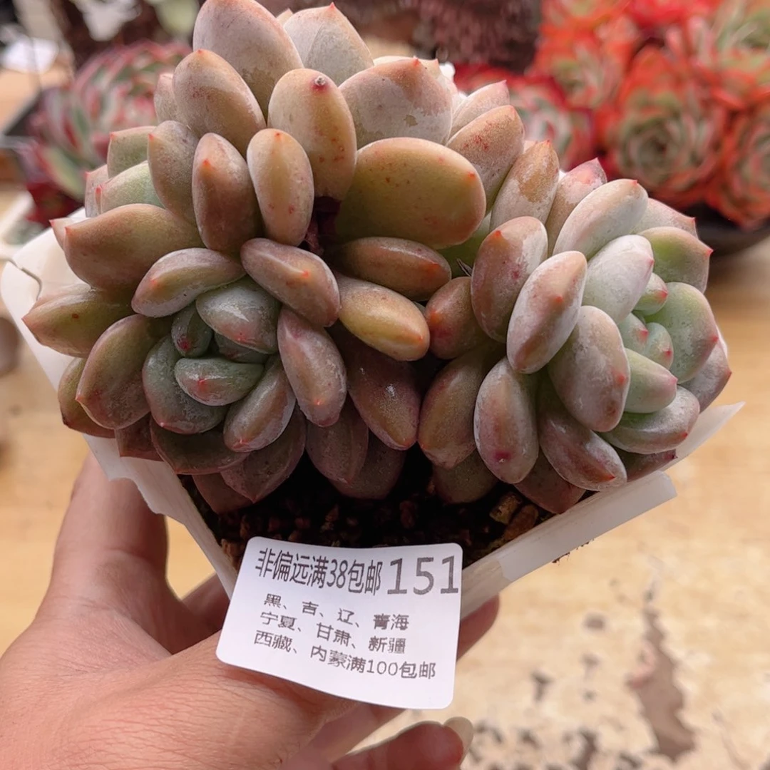 151梦露德华多肉
