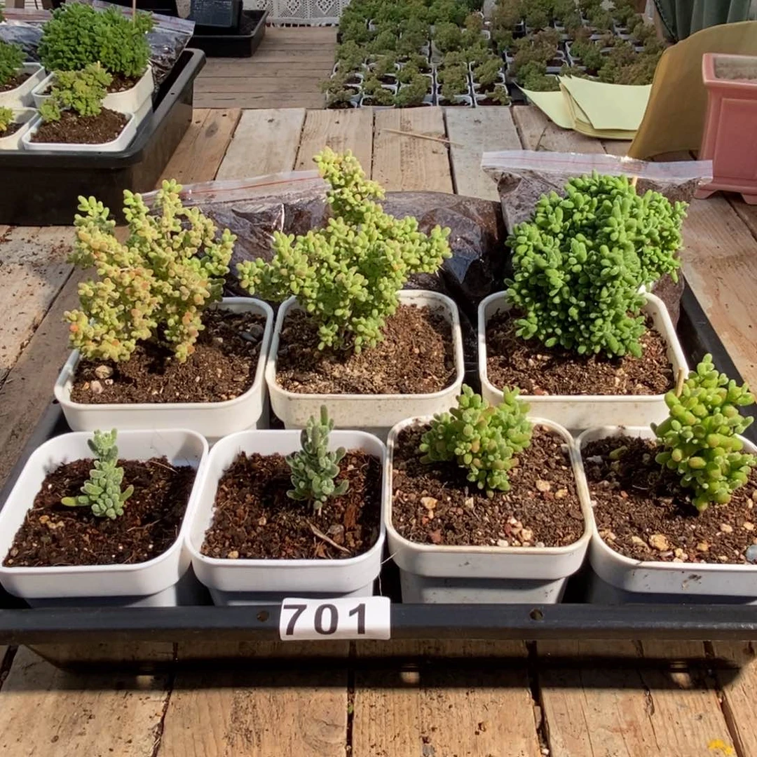 枝干番杏多肉植物701