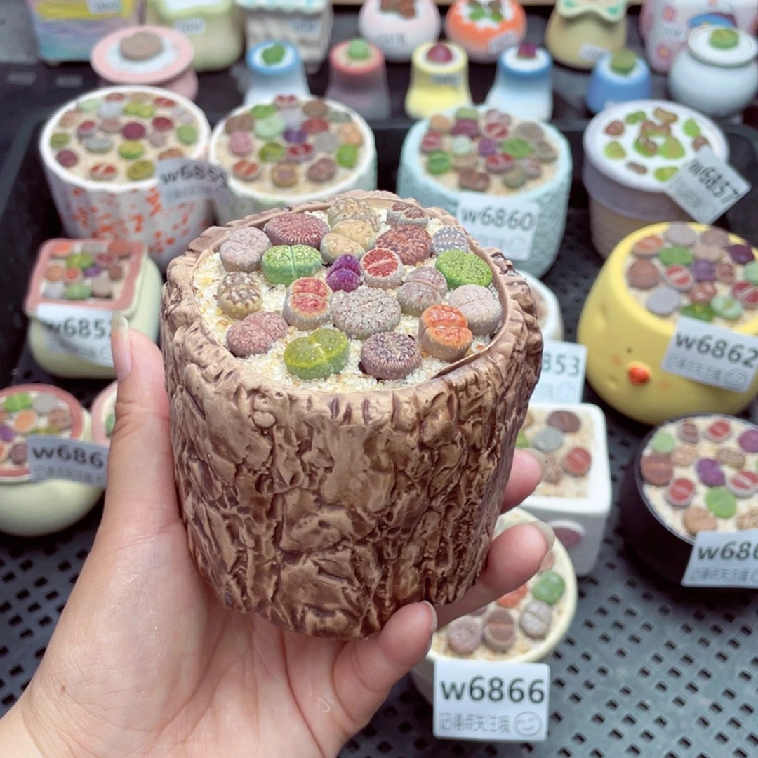 w6867 带盆土发货一物一拍