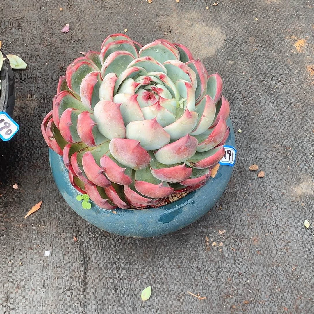 191惊鸿 一物一拍多肉