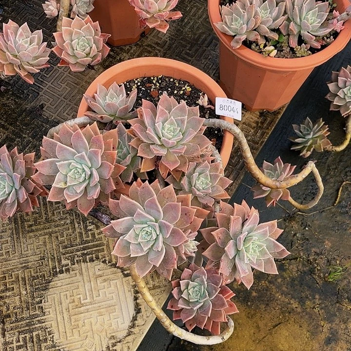 麻****园红粉月80044