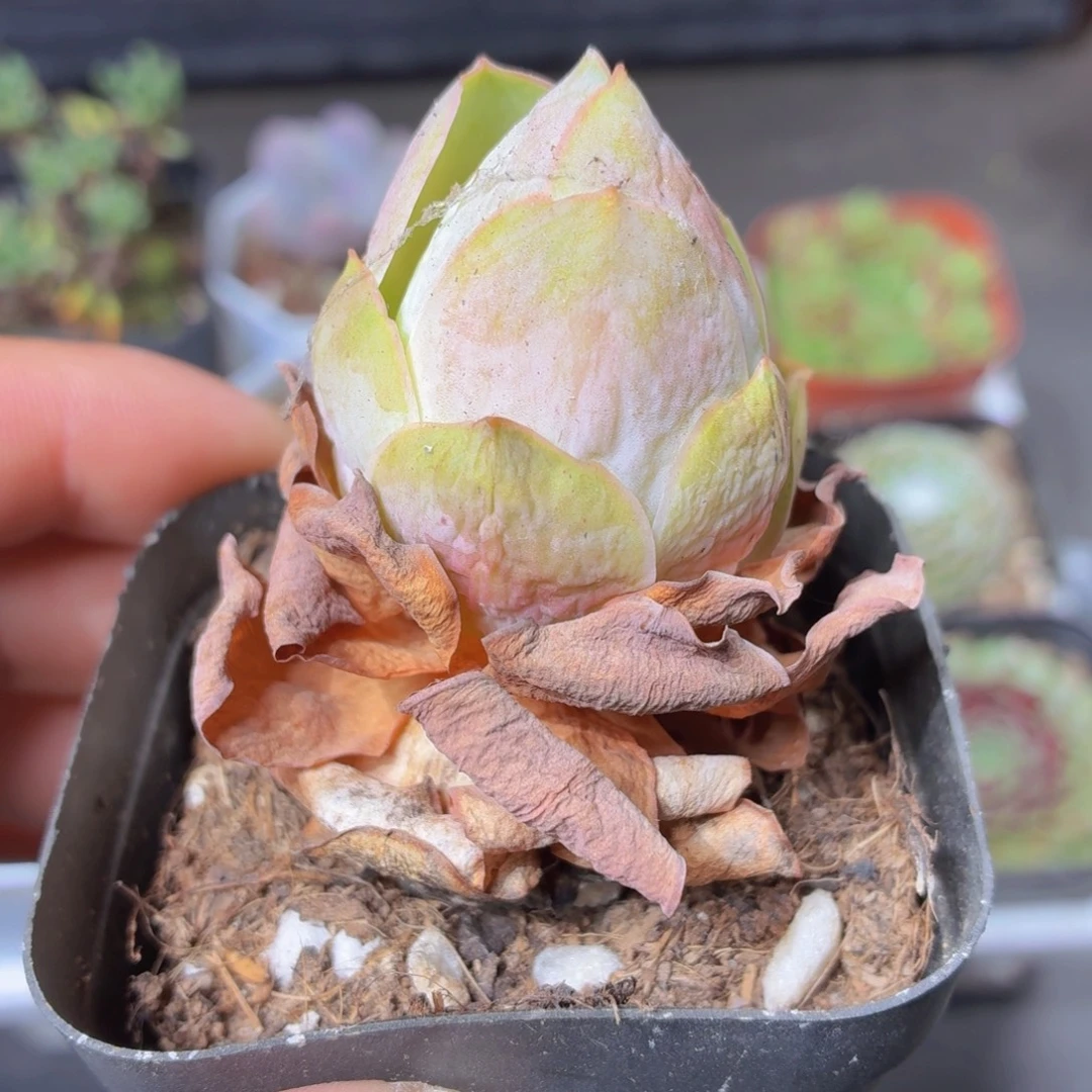 山地玫瑰多肉9.9包邮发货