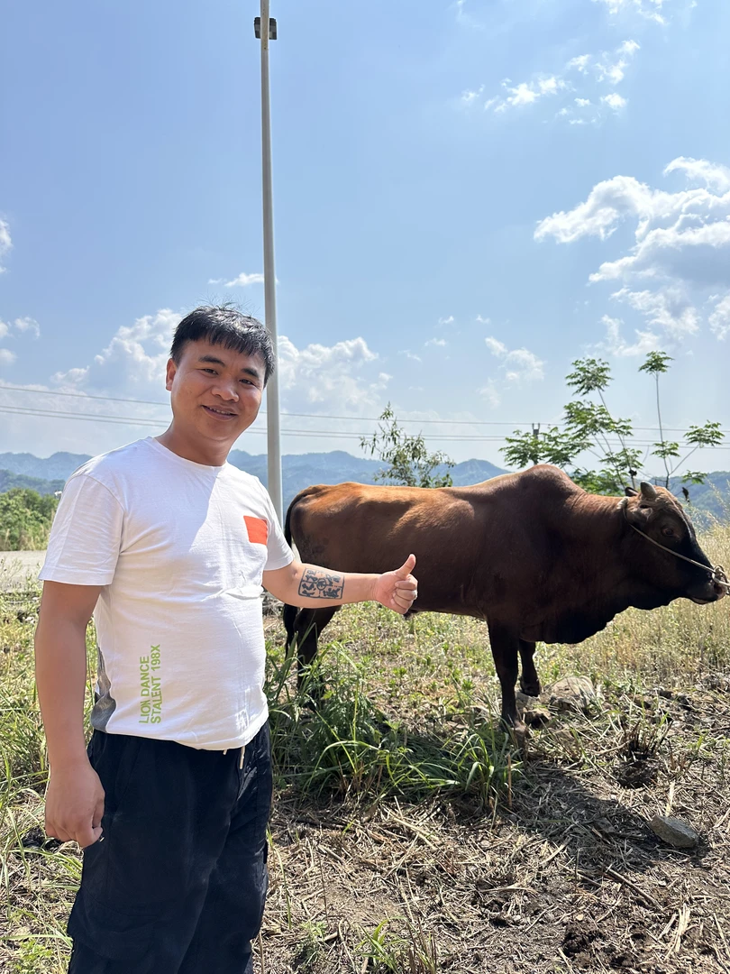贵州本地小黄牛牛腱子顺丰包邮