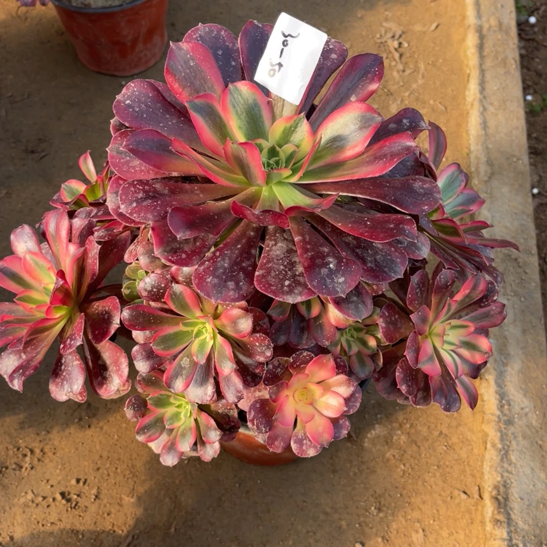 30-50美杜莎手捧多肉