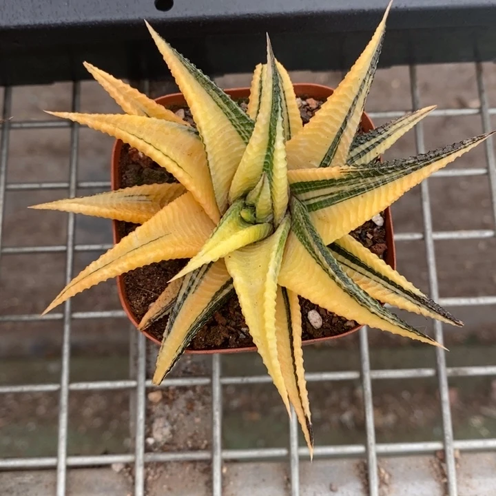 夏****冷伯克利和格蕾纳的故事都