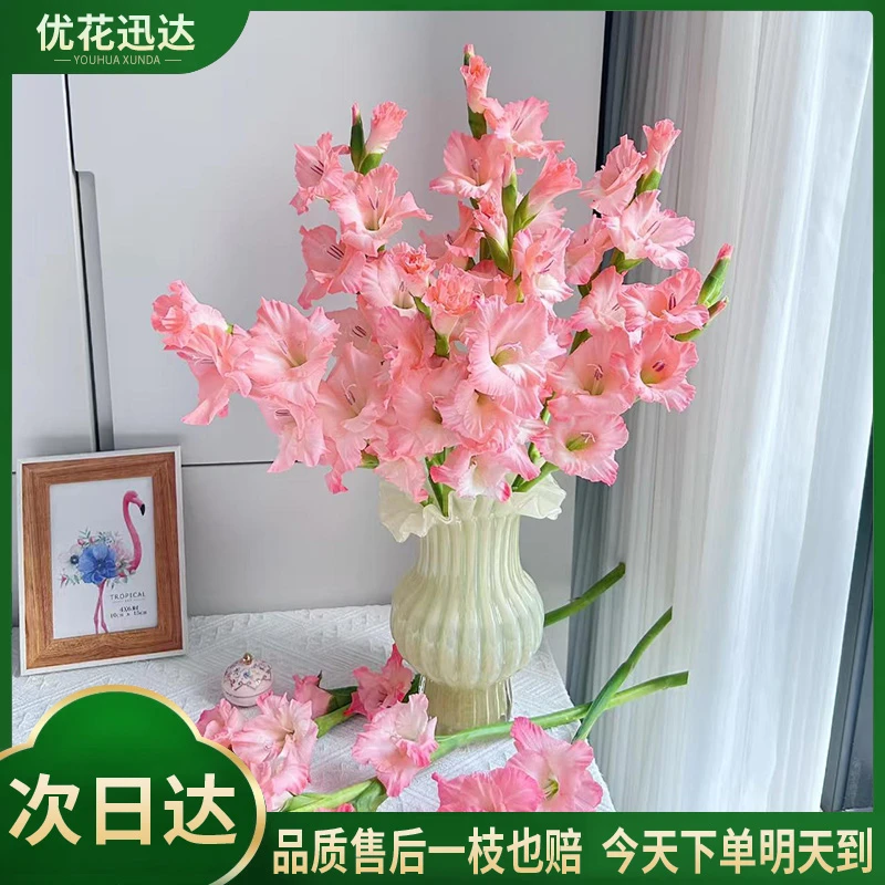 剑兰5枝-花期超长节节高升-生活鲜花鲜切花基地直发·批发·直播任意两单包邮次日达配送上门送保鲜剂