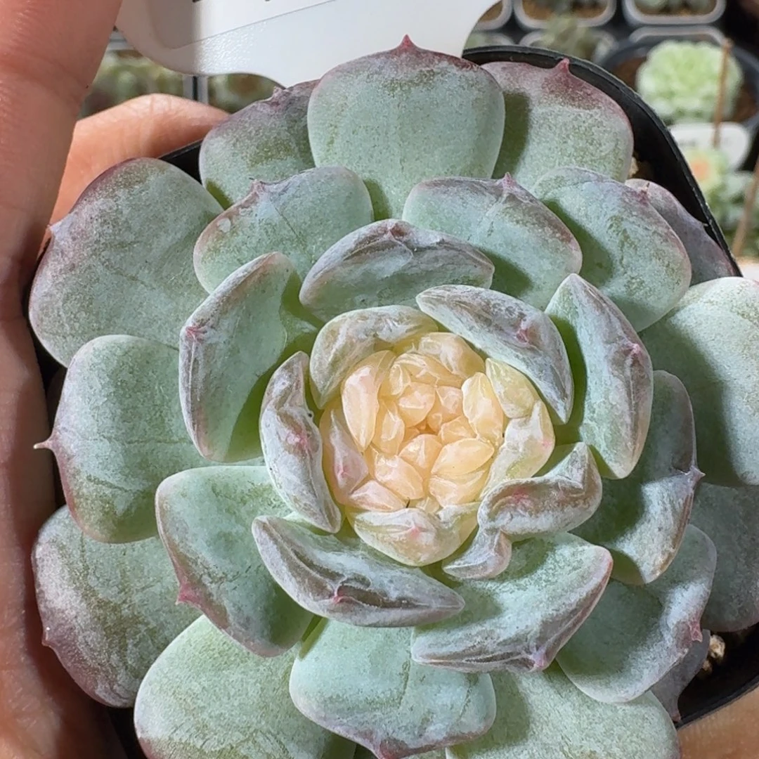 1014-069-玫瑰b单头