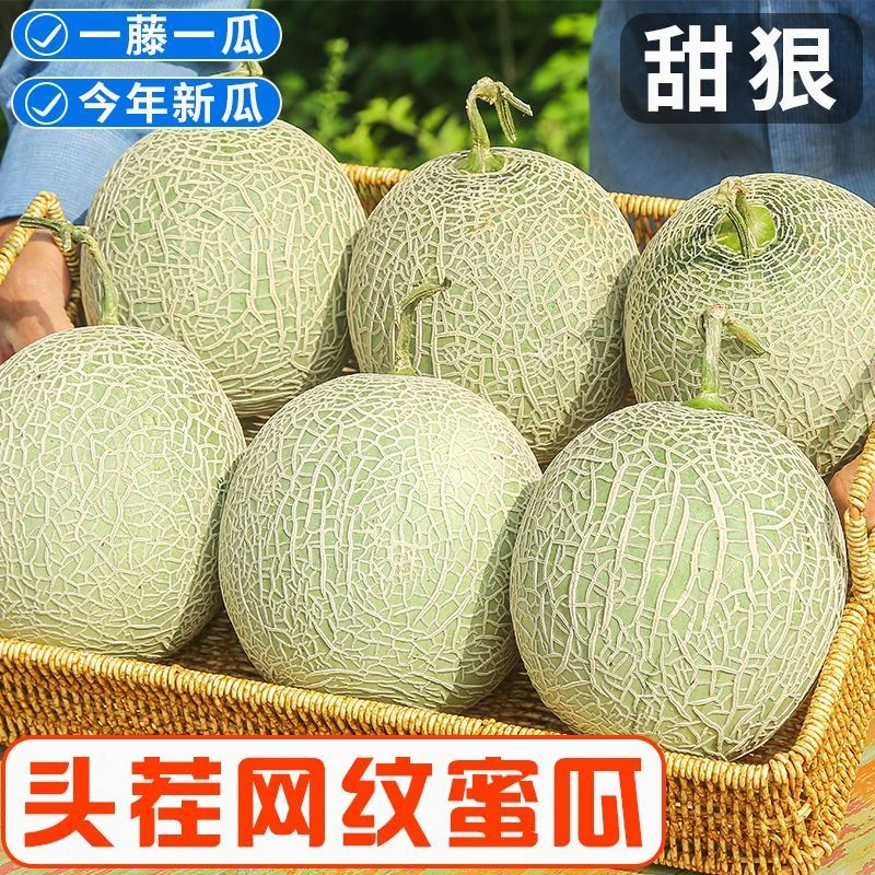 正宗网纹蜜瓜爆甜香甜软糯农家自种新鲜现摘当季应季甜瓜现货速发