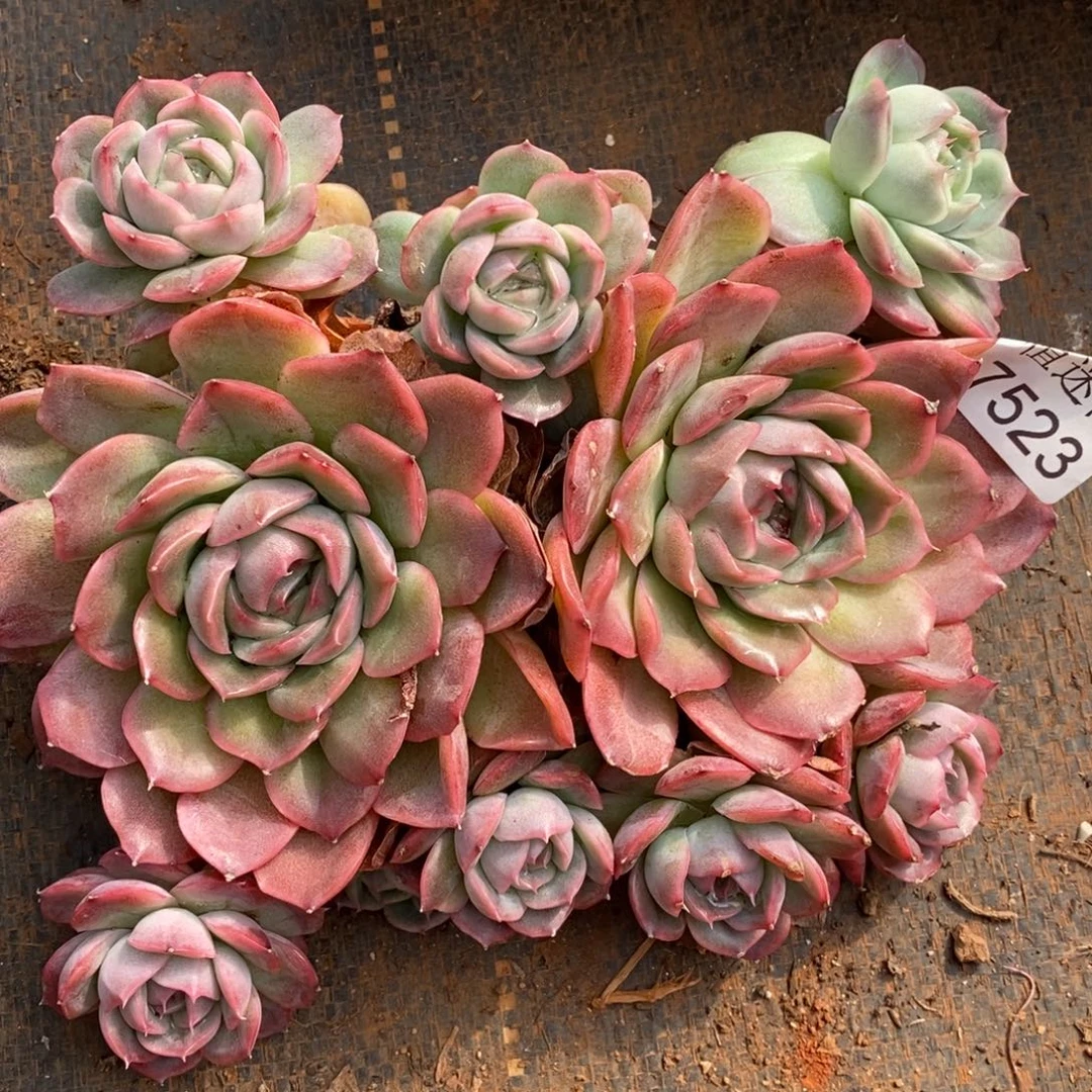 叶***子杂交精品多肉7523~15厘米