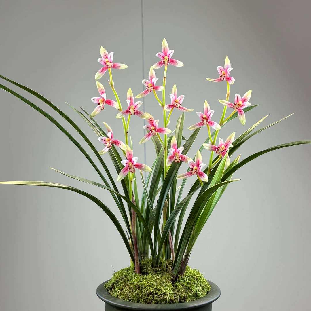 建兰铭品（女儿红）带花苞花剑浓香好养易活室内室外绿植
