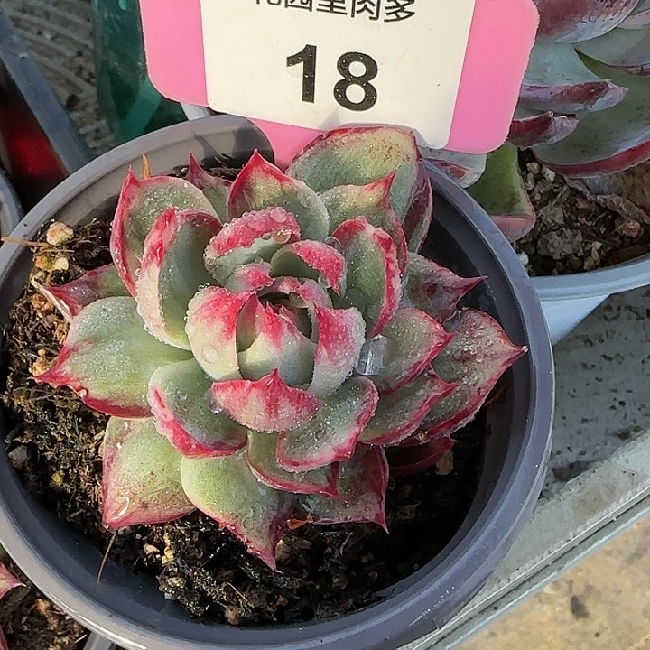 18 惊鸿仙子多肉植物