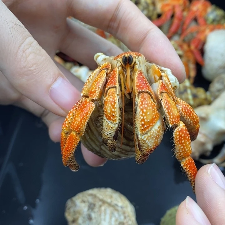 3.5口毛里求斯草莓