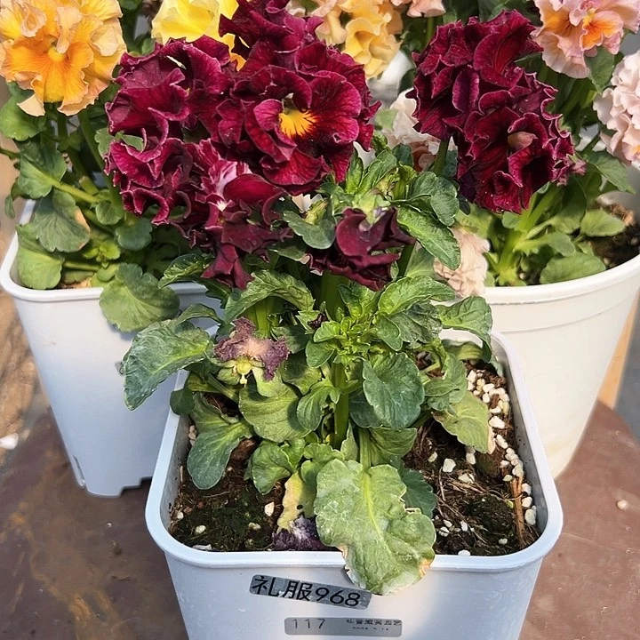 木抖音直播闪拍117