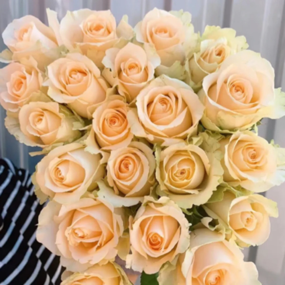 云影精选【香槟玫瑰蜜桃雪山】昆明鲜花批发次日达