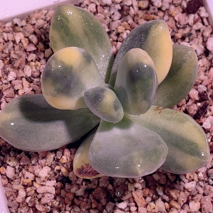 尚品福利黄金鸡蛋奶酪锦