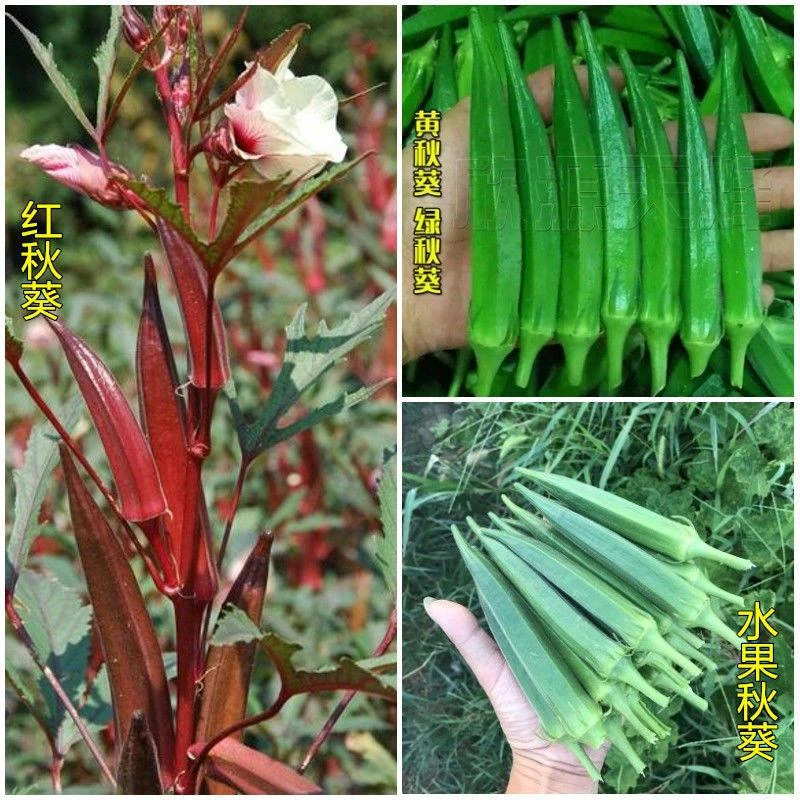 【易生长黄秋葵红秋葵种子】高产水果秋葵种籽四季播农家非种球