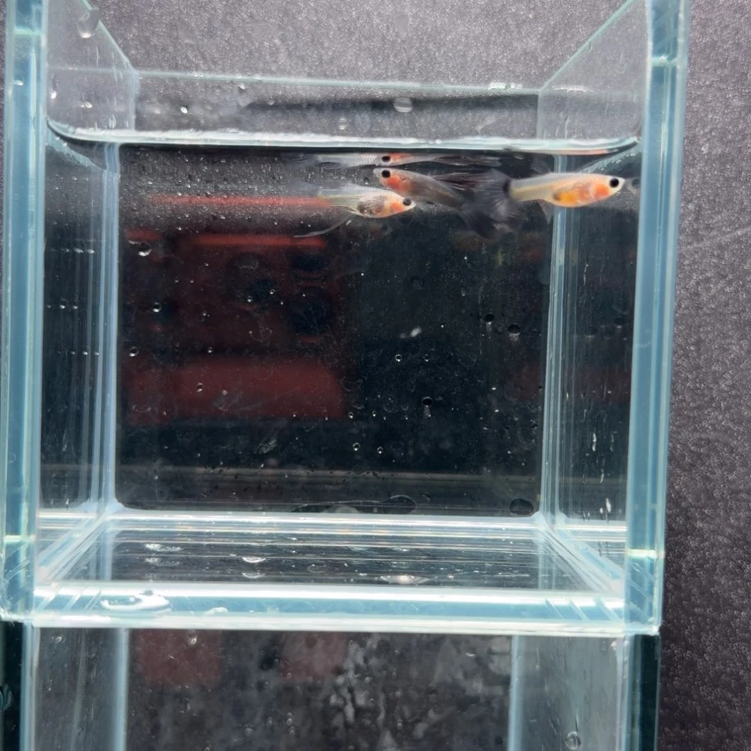 孔雀鱼墨蓝超透粗C1公2母