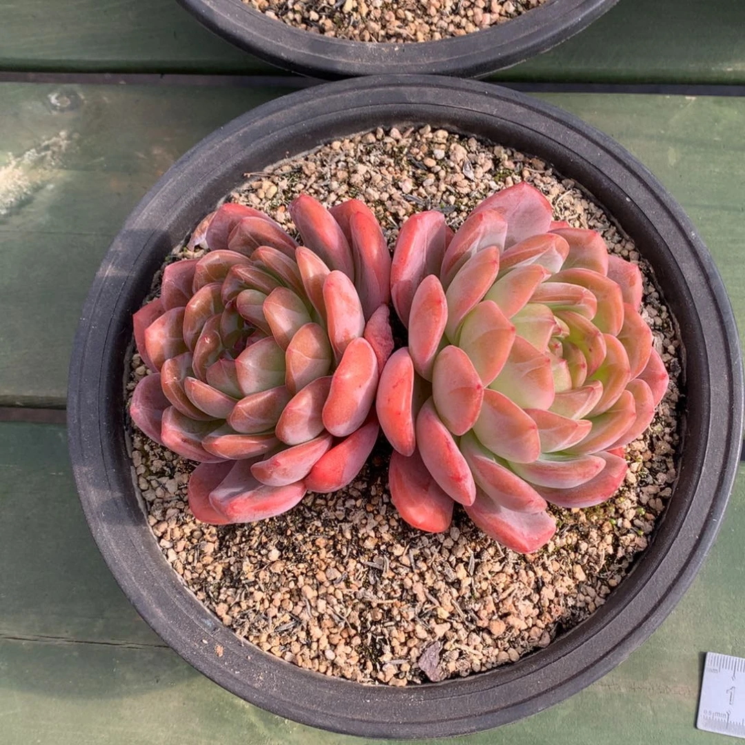 双头 全明星 一颗