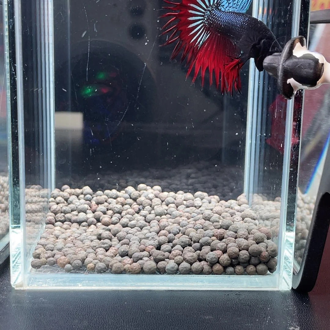 斗鱼29号95早黑毒