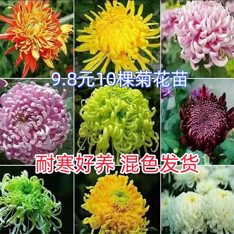 10棵大菊花苗多年生耐寒四季开花室内外阳台庭院花卉绿植盆栽
