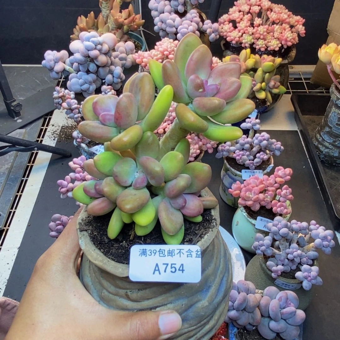 754芒果奶多肉10c m