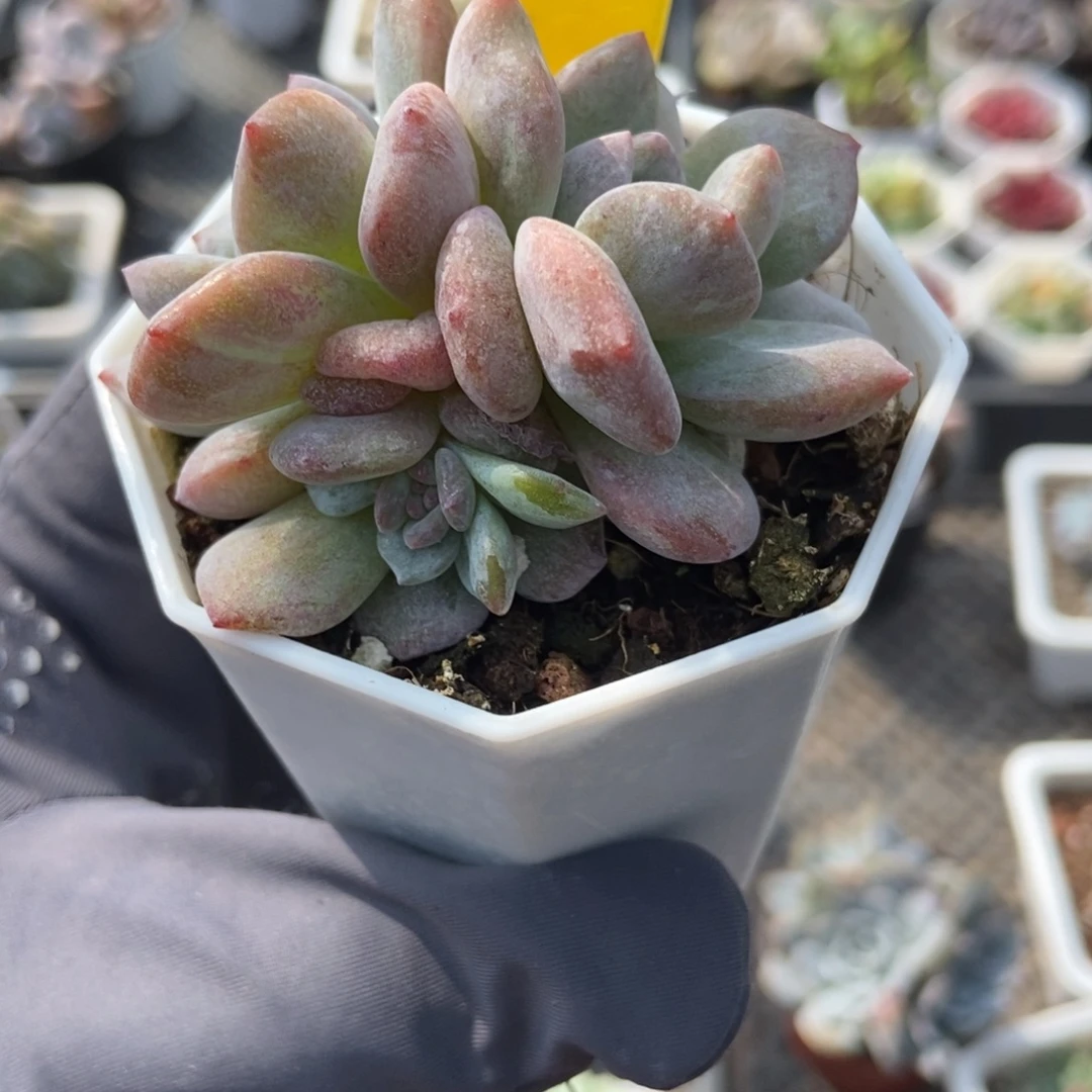 9001石化星影多肉植物