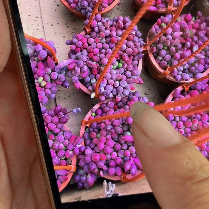 紫玄月  大  （满9.99包邮不满9.99发叶子）