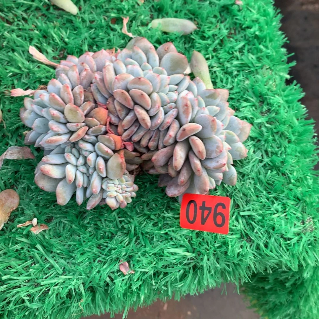 940橙子111111111111