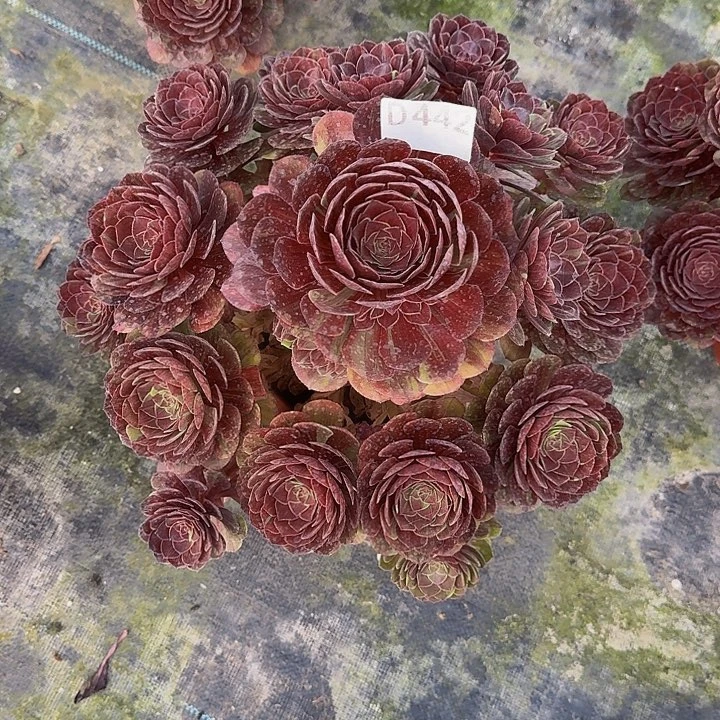 0000000000442花月夜