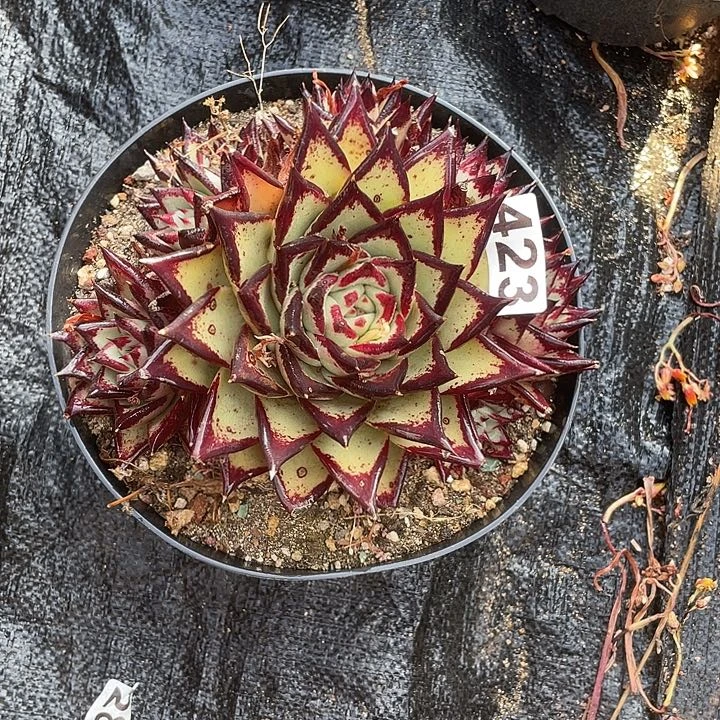 若如东云组拍423