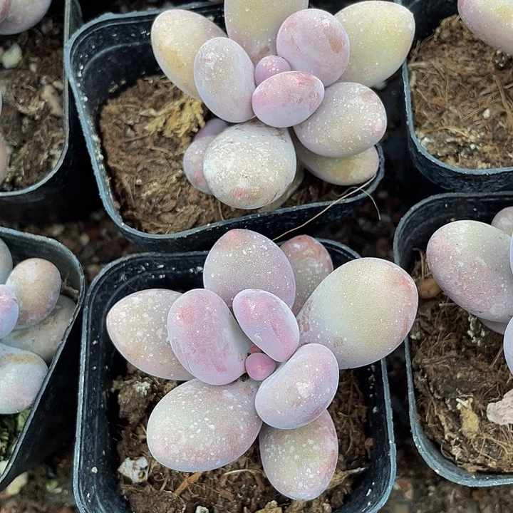 单头大桃美人2.8带盆