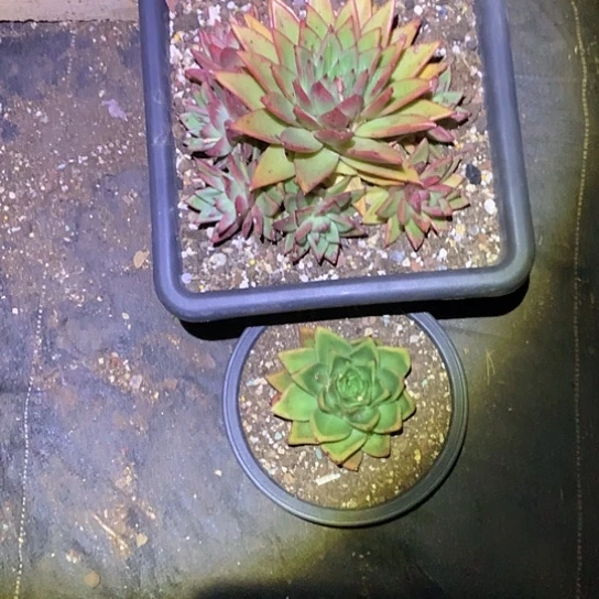 嫣*笑每周特价活动开始啦
