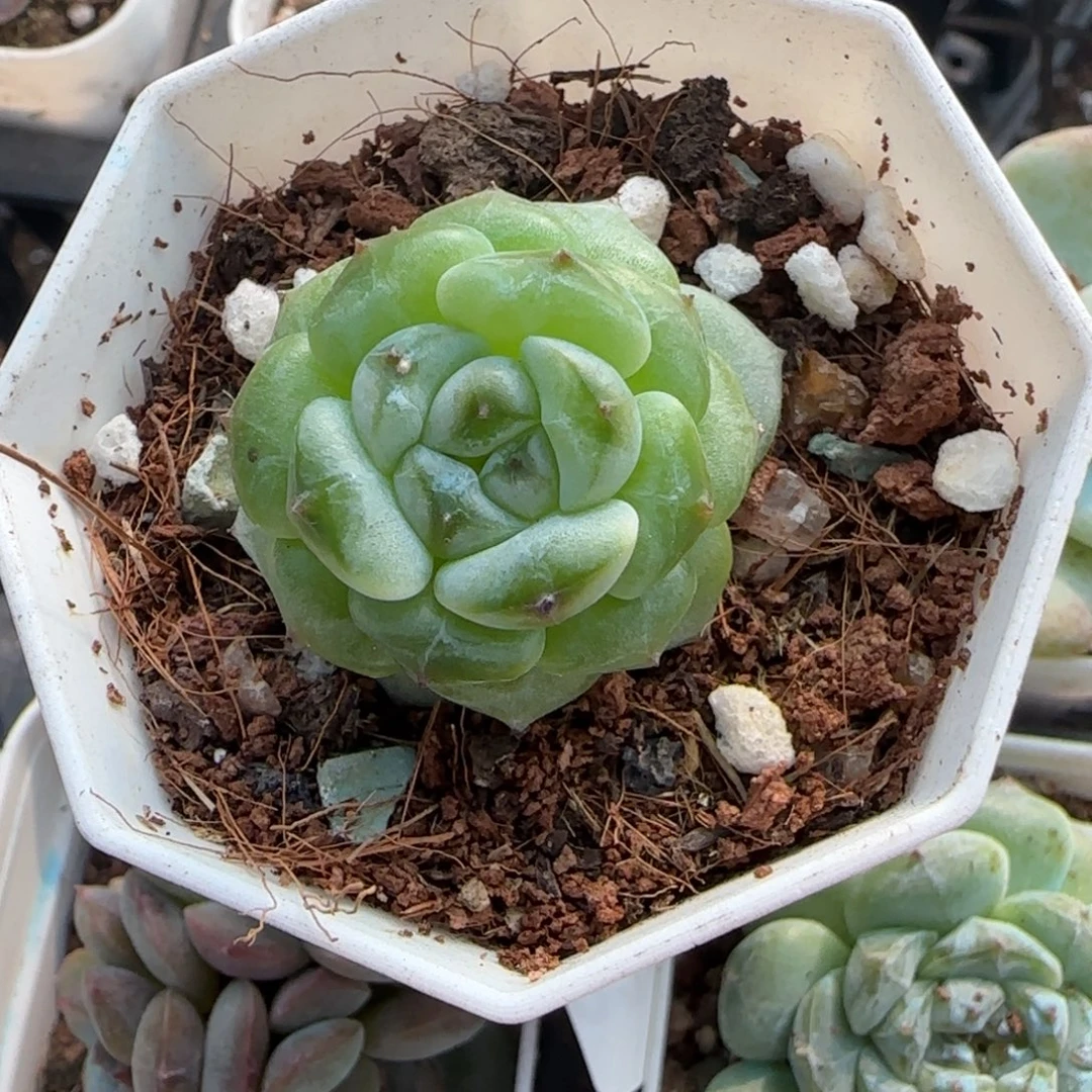 小卡拉米糖心一物一拍