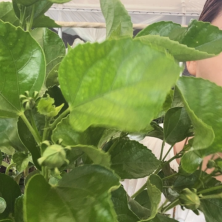 全部花苞大黄，到家不换盆，换盆无售后