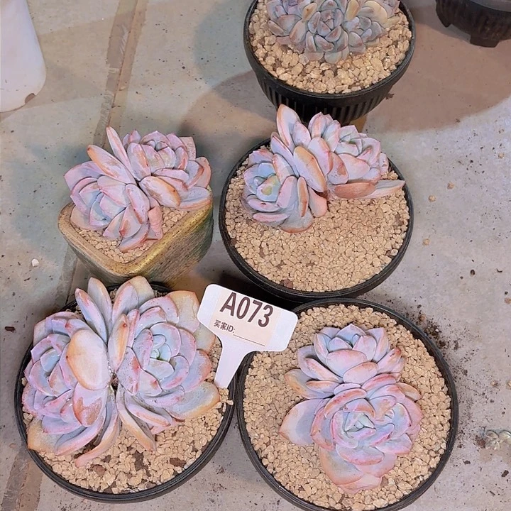 一*鱼奶茶四颗一物一拍A073