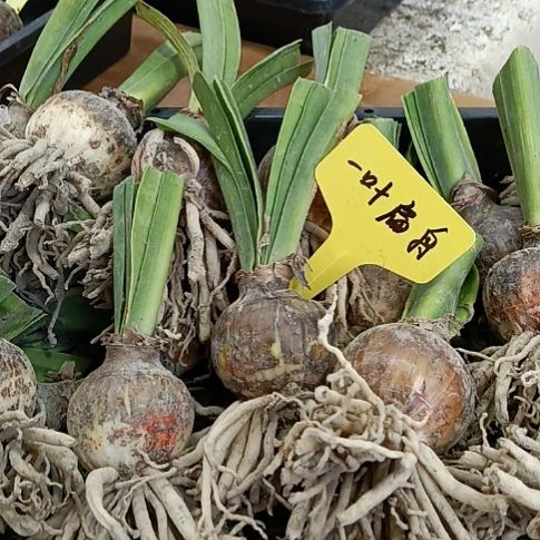 无花朵一叶扁舟3-4发三个