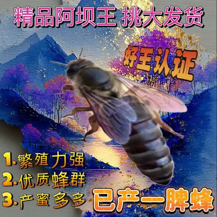 【已开产15天新产王】中蜂开产新王中蜂产卵王交尾蜂王伏牛王强群王
