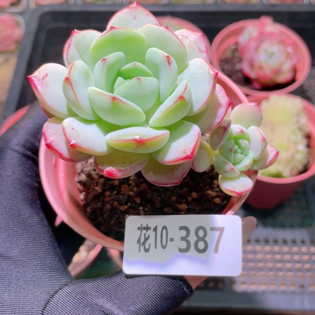 花利美10-387香草带仔