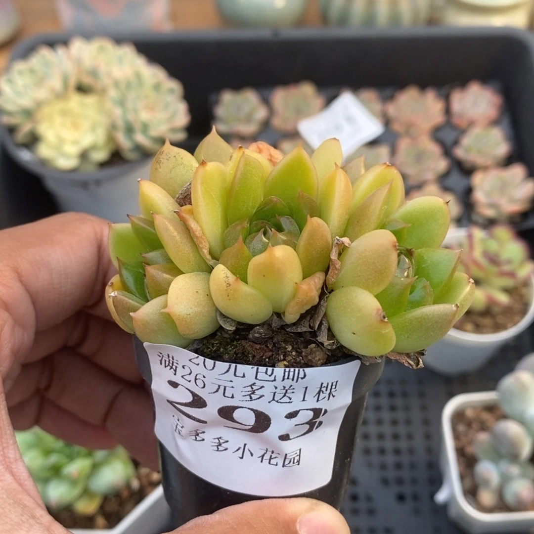 五头蓝水鬼一物一拍满20包邮满26送一颗多肉