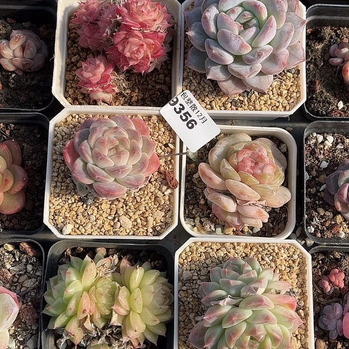 萌***肉阿雅园艺。        9356六颗