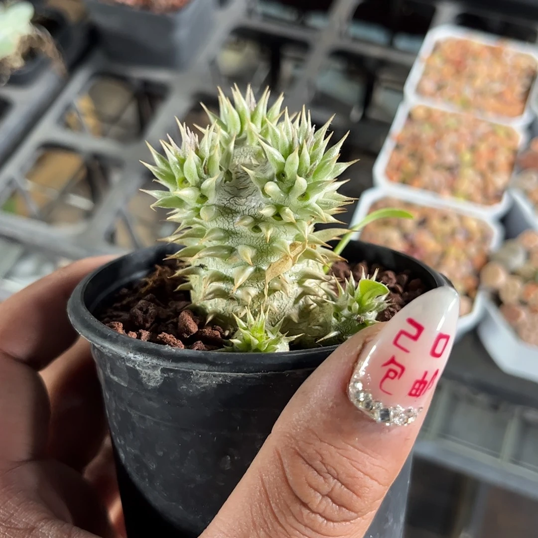 惠比大黑单头发货