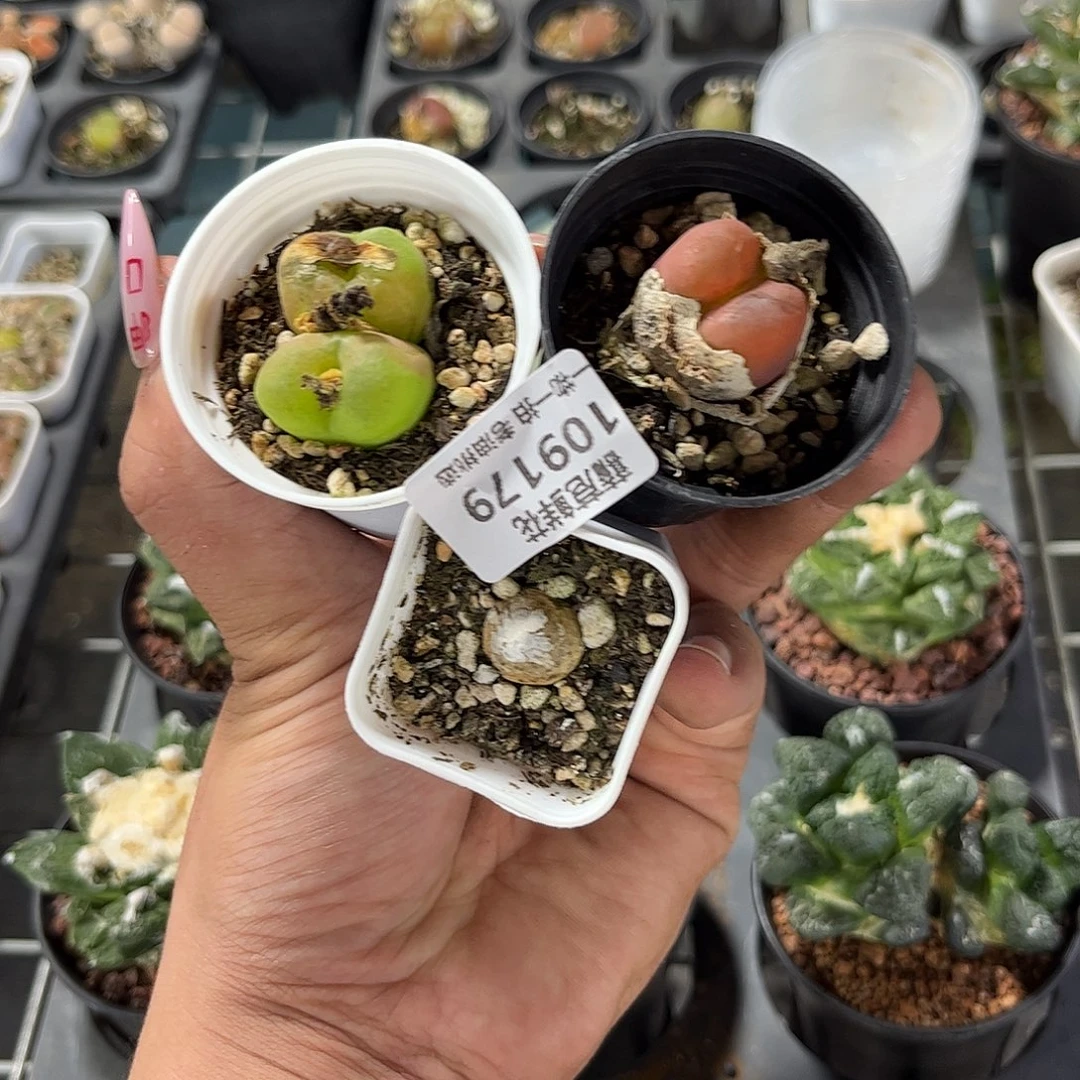 109179一物一拍单头发货