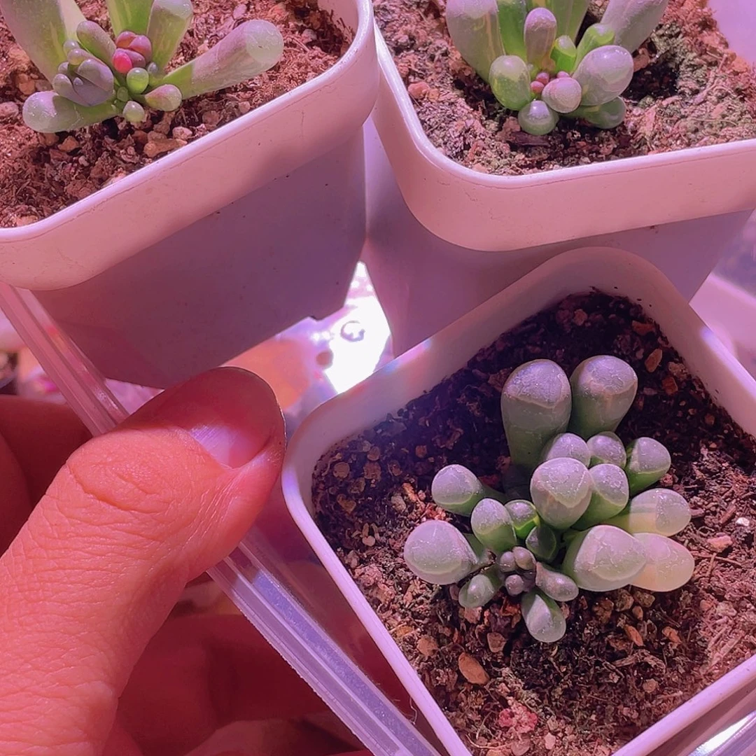 五十玲玉锦特价包邮一组