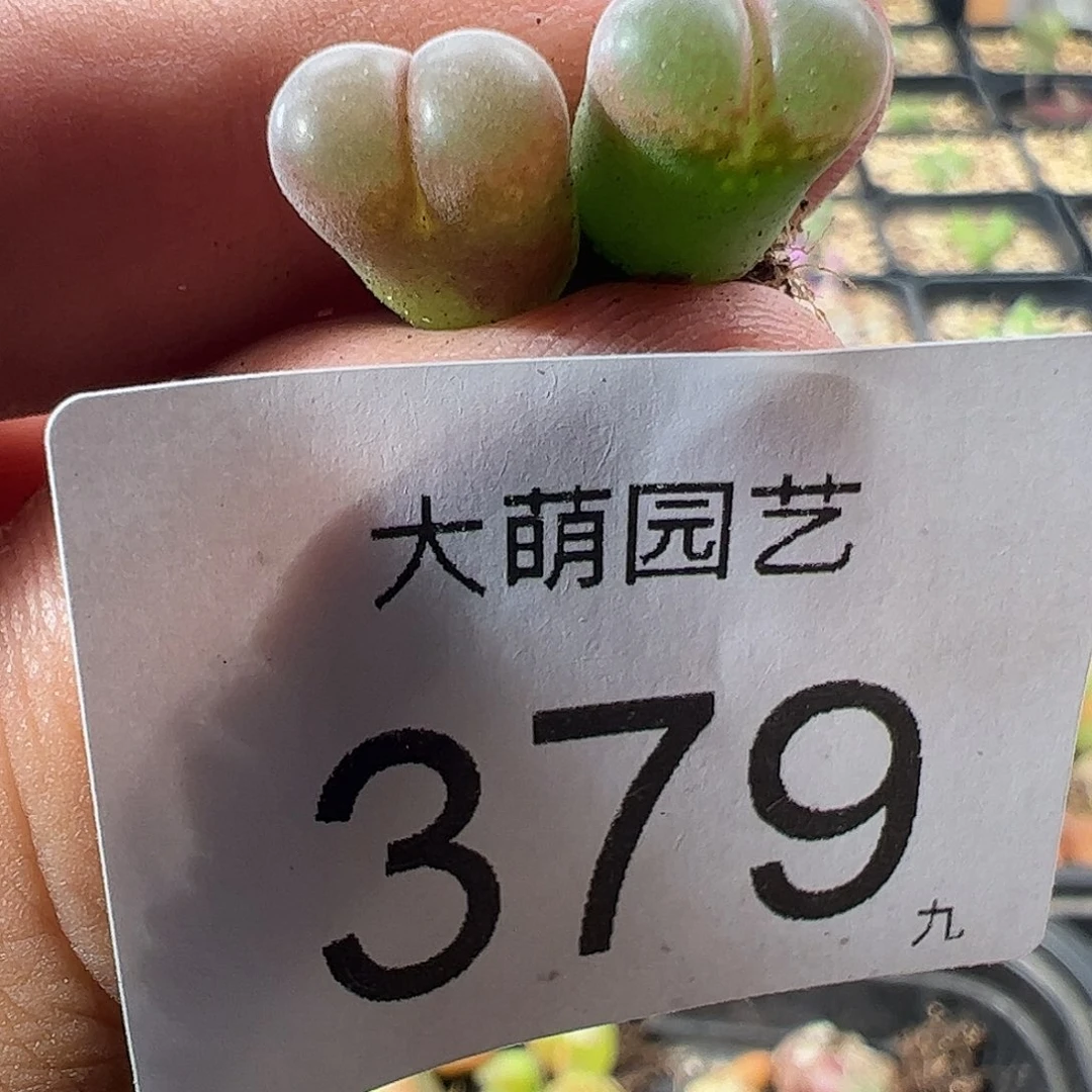 一物一拍。 春见风铃379