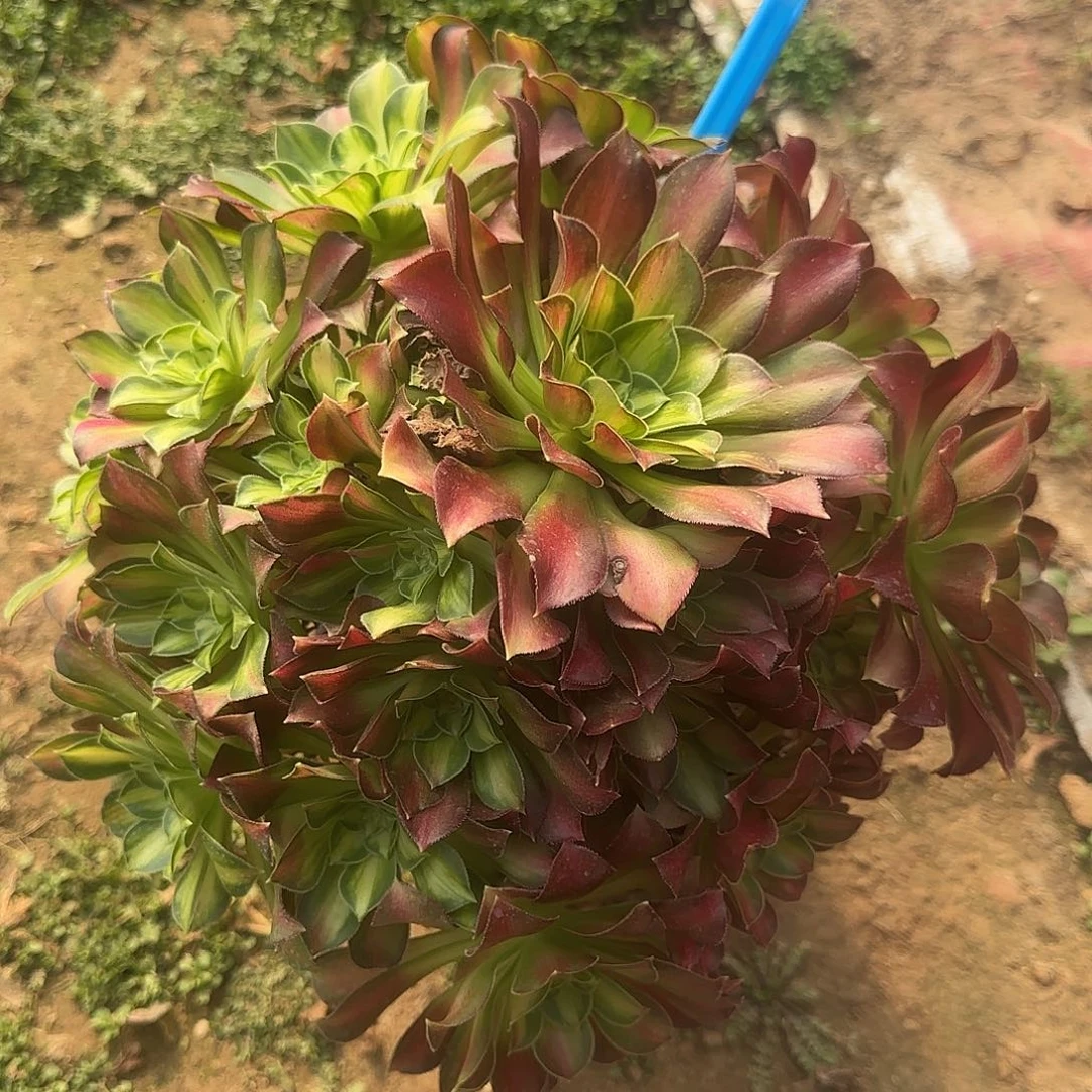 132哦哦哦哦哦哦